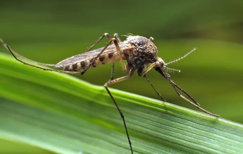 mosquito on the leaf