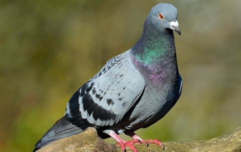 pigeon