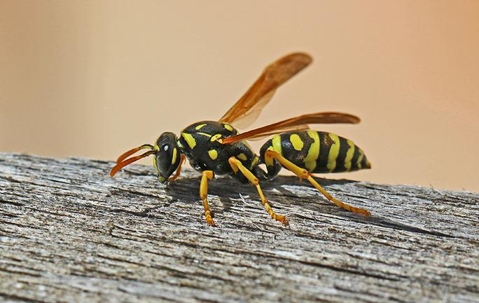 full wasp crawling