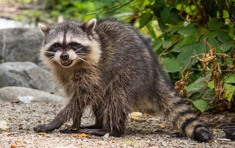 raccoon