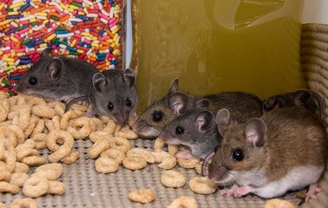 rodent eating cereals