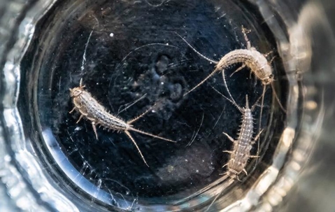 three silverfish in an empty drinking glass