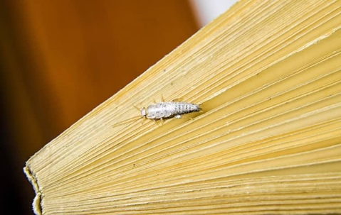 silverfish on wood