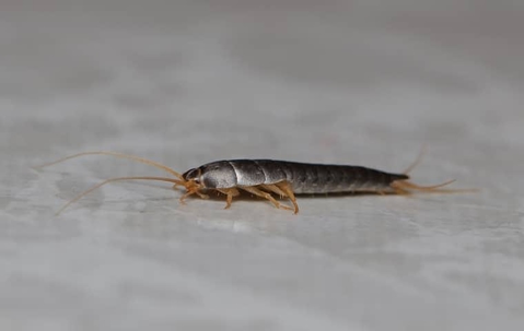 silverfish