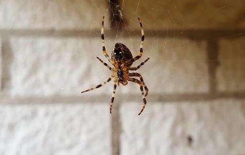 spider on a web