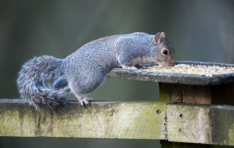 squirrel eating seeds