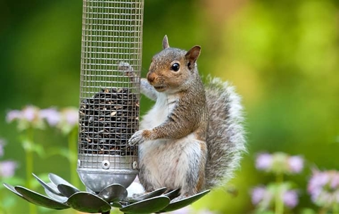 squirrel holding pumpkin seeds