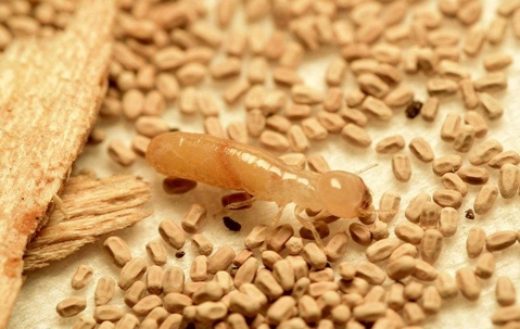 termite eating