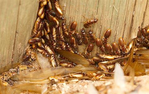 termite swarmers crawling in a wooden wall