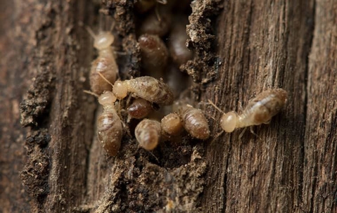 Termites
