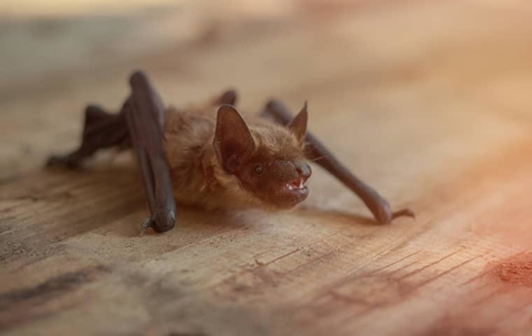bat