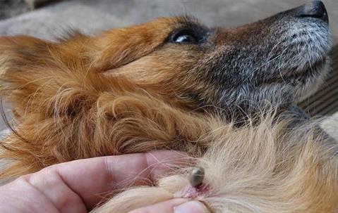 tick embedded in dog