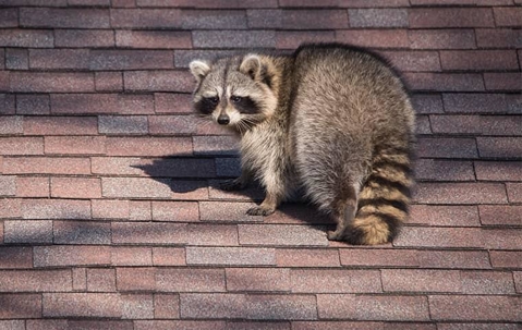 Racoon