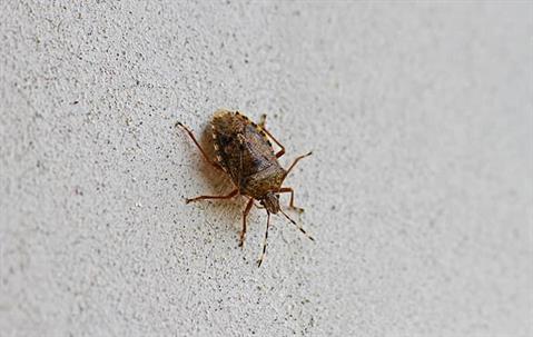 stink bug