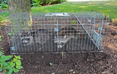 Raccoons