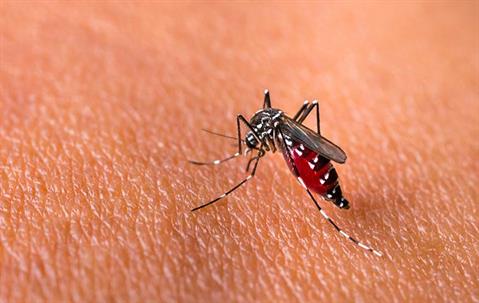a mosquito that landed on human skin