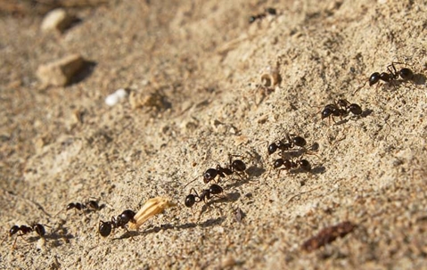 ants