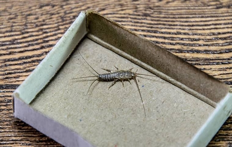silverfish identification