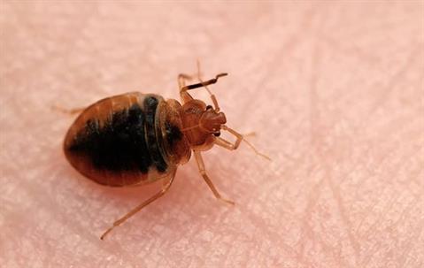 close up image of a bed bug
