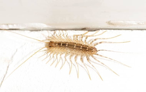 What Is Attracting House Centipedes To My Home?