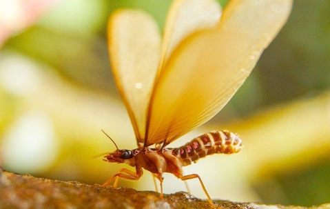 winged termite perched on a tree