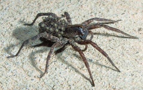 wolf spider