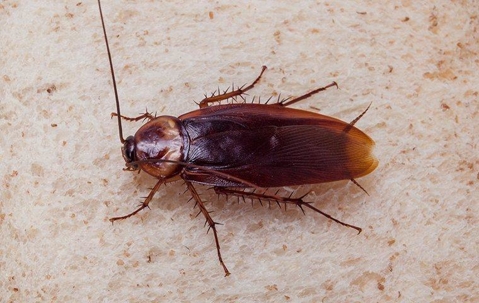 Cockroach