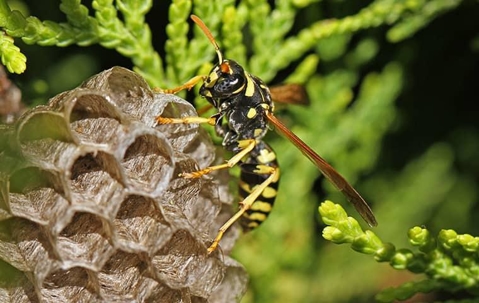 Wasp