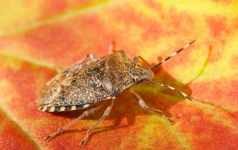 Stink bug