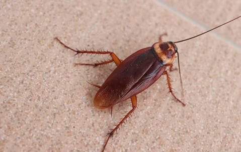 Cockroach