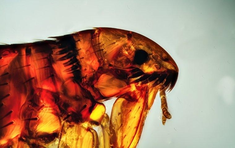 Close up of flea face
