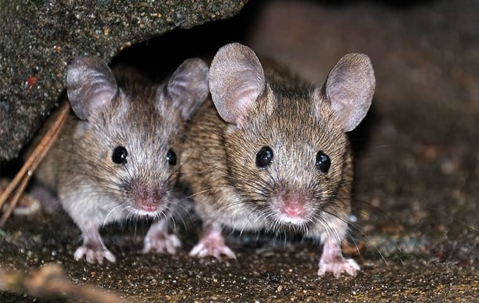 mice