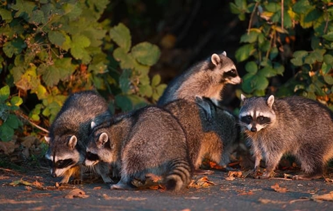 Racoons