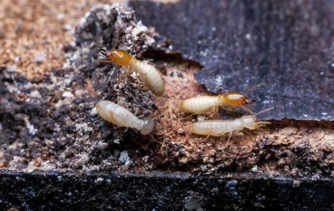 termites on the ground