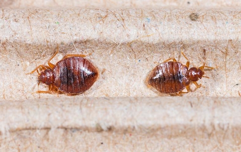 Bed bugs