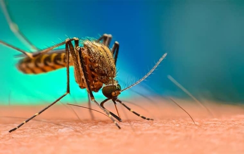 A large disease carrying mosquito biting on a new york resident  one summer day