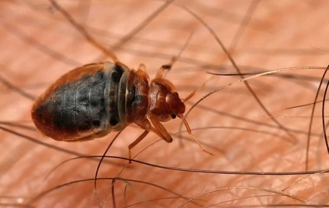 Bed bug close up