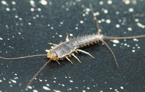 Silverfish up close