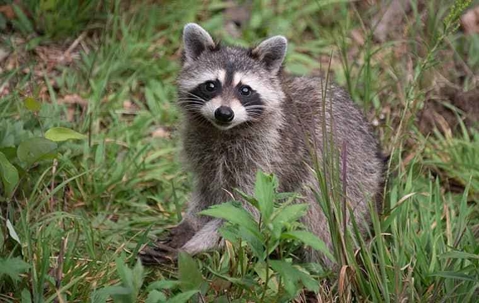 Raccoon