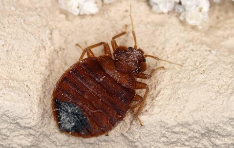 bed bug crawling around new york home