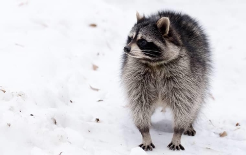 Raccoon in new york