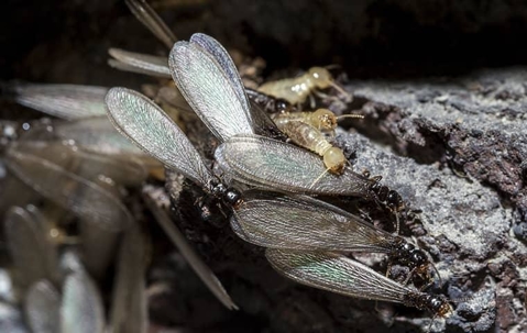 Termite swarm on a rock