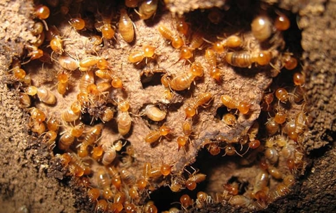 Termites