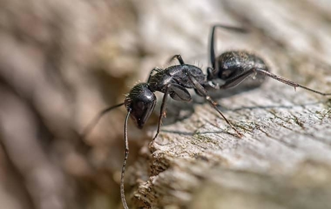 Carpenter Ants