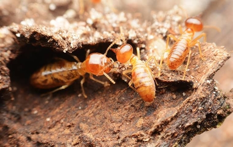Termites