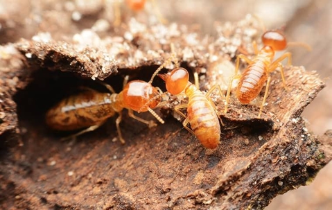 Termites-in-a-new-york-home