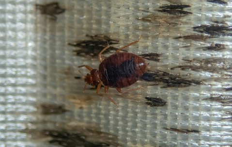 Bed bug