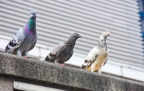 Pigeons
