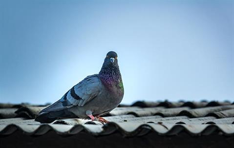 pigeon