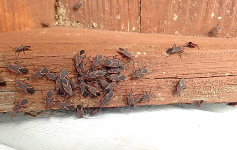 Bugs